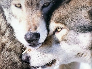 Image de l'actu 'Le 21 MAI 2026 : Projection Spéciale : « Les Louves »'